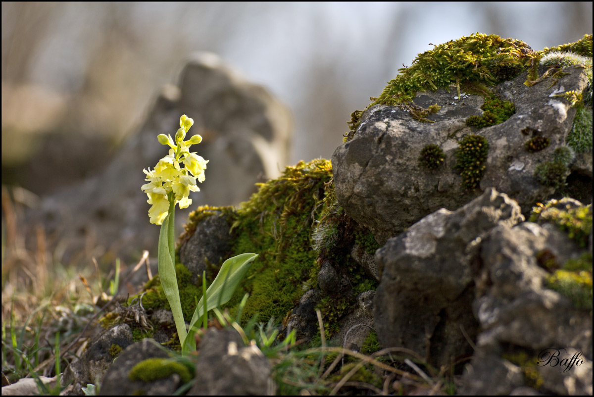 Orchis pallens